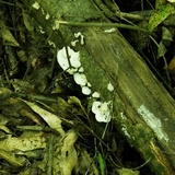 Gloeoporus dichrous image