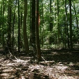 Gloeoporus dichrous image