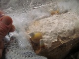 Ganoderma resinaceum image