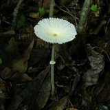 Leucocoprinus fragilissimus image