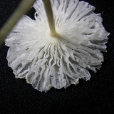 Leucocoprinus fragilissimus image