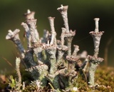 Cladonia cervicornis image