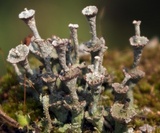 Cladonia cervicornis image