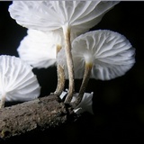 Hemimycena candida image