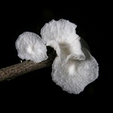 Marasmiellus candidus image
