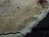 Skeletocutis nivea image