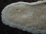 Skeletocutis nivea image