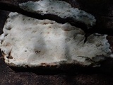 Skeletocutis nivea image