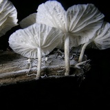 Hemimycena candida image