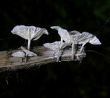 Hemimycena candida image