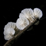 Hemimycena candida image