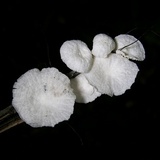 Hemimycena candida image