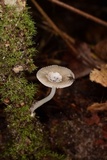 Amanita sect. Vaginatae image