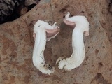 Agaricus porphyrocephalus var. pallidus image