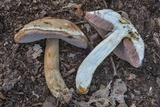 Tylopilus indecisus image