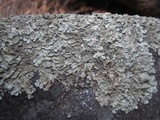 Xanthoparmelia lineola image