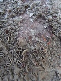 Xanthoparmelia lineola image