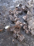 Xanthoparmelia lineola image