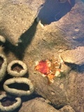 Xanthoparmelia lineola image