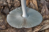 Amanita sect. Vaginatae image