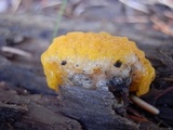 Dacrymyces dictyosporus image