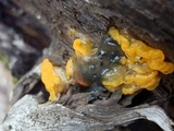 Dacrymyces dictyosporus image