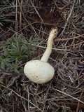 Agaricus arvensis image