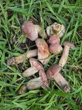 Boletus patrioticus image