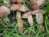 Boletus patrioticus image