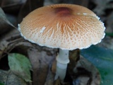 Leucoagaricus rubrotinctus image