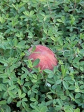 Boletus patrioticus image