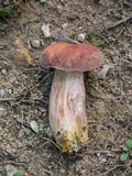 Boletus patrioticus image