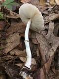 Leucoagaricus rubrotinctus image