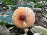 Leucoagaricus rubrotinctus image