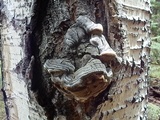 Phellinus tremulae image