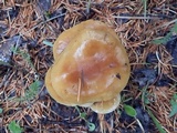 Flammulina populicola image