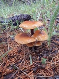 Flammulina populicola image