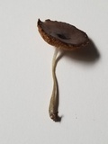 Pluteus saupei image