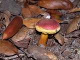 Hortiboletus campestris image