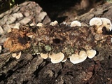 Gloeoporus dichrous image