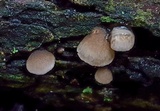 Hohenbuehelia atrocaerulea image