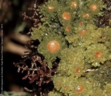 Leptogium phyllocarpum var. phyllocarpum image