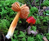 Hygrocybe acutoconica image