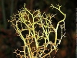 Cladia aggregata image