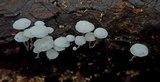 Tetrapyrgos nigripes image