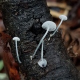Tetrapyrgos nigripes image