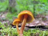 Pholiota granulosa image