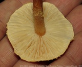 Cystoderma amianthinum image
