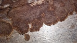 Veluticeps fimbriata image