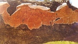 Hydnoporia tabacina image